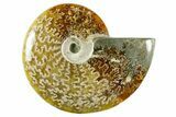 Polished Ammonite (Cleoniceras) Fossil - Madagascar #365056-1